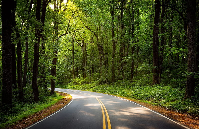Road, Green Trees, Forest Ultra, Nature, Landscape, Travel, Summer, Trees, Road, Nice, HD wallpaper