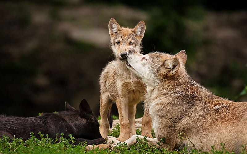 wolf, Wolves, Predator, Carnivore, Puppy, Puppies, Baby / and Mobile Background, Cute Baby Wolves, HD wallpaper
