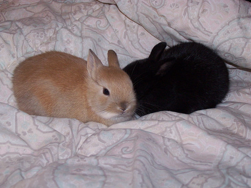 Mini Dwarf Bunny Rabbits, rabbits, rabbit, bunny, dwarf, HD wallpaper