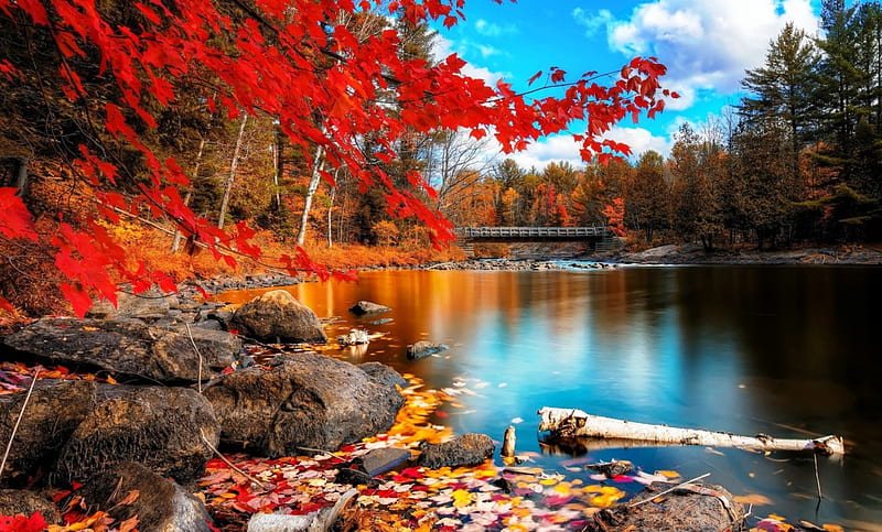 The Beauty Autumn, red, lakes, leaves, bridges, autumn season, bonito, reflection, trees, HD wallpaper