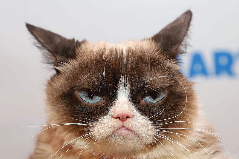 Cats, Cat, Grumpy Cat, HD wallpaper