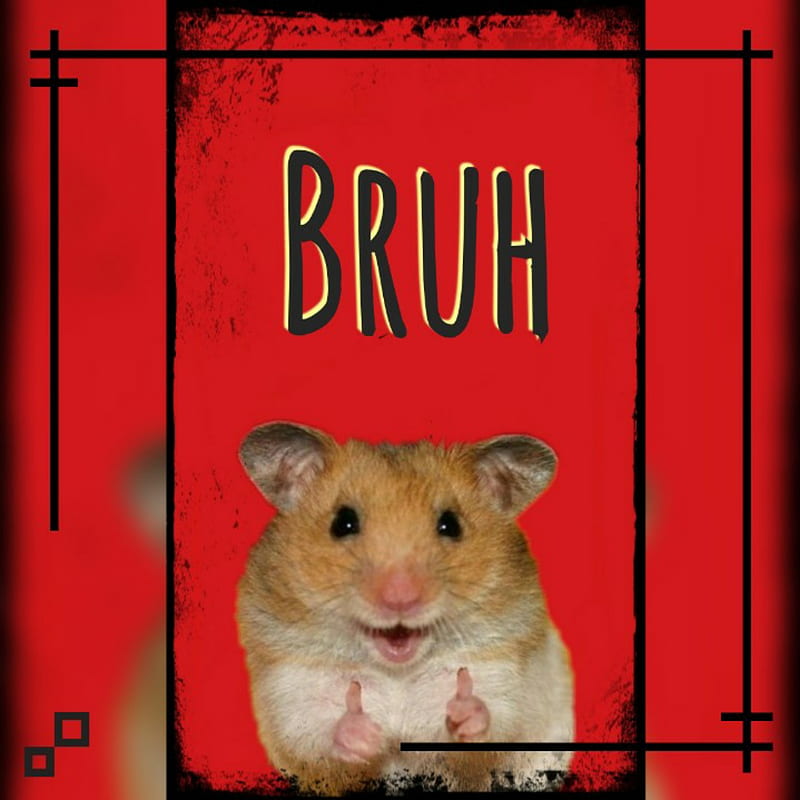 Bruh, black, funny, hampster, red, words, HD phone wallpaper