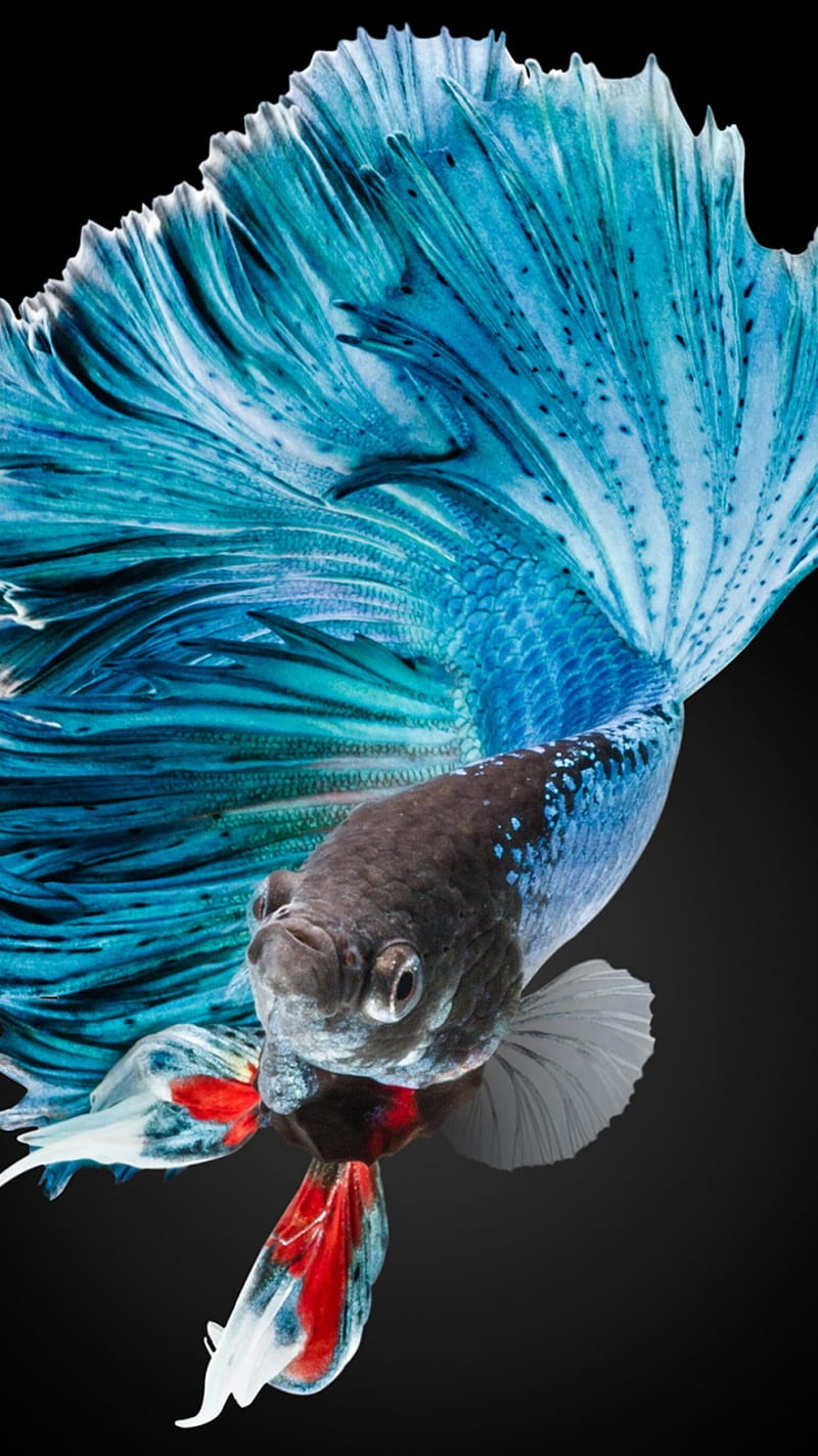 / Animal Betta Phone , Siamese Fighting Fish, HD phone wallpaper