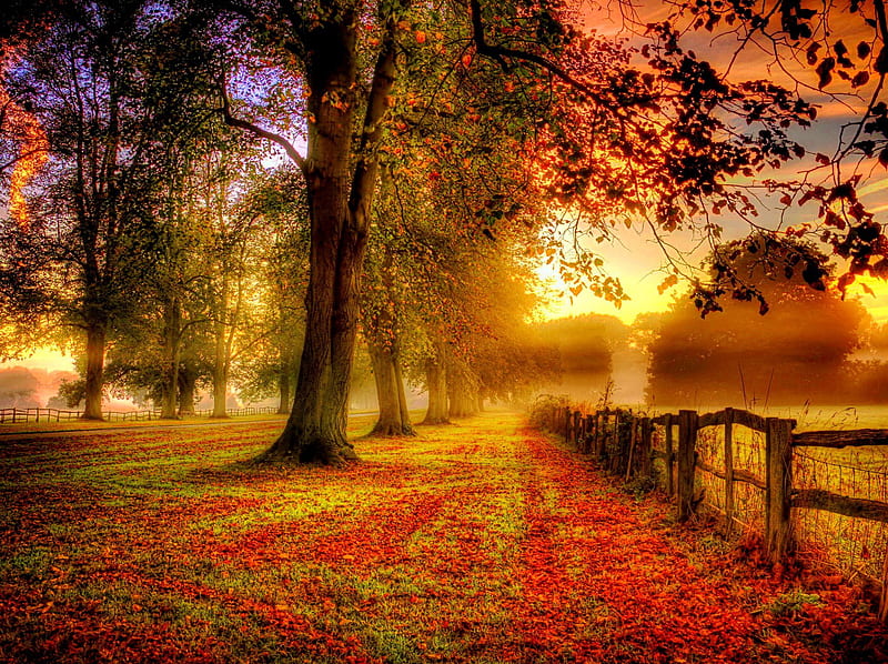 Autumn, changes, colourful, sunset, HD wallpaper
