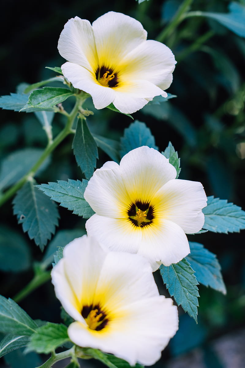pansy, flowers, white, plant, HD phone wallpaper