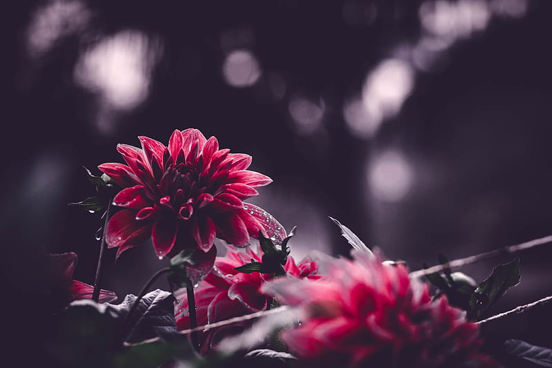 Red flower in tilt shift lens, HD wallpaper | Peakpx