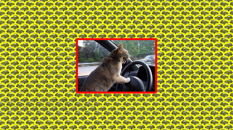 HONK!!!, driver, road rage, Cat, car, HD wallpaper