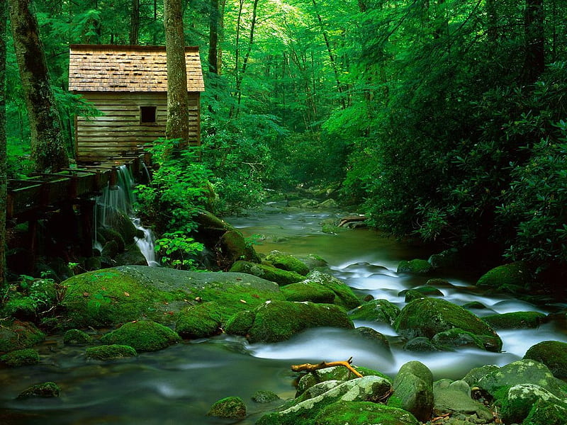 House in Forest River, forest, house, water, green, river, HD wallpaper |  Peakpx