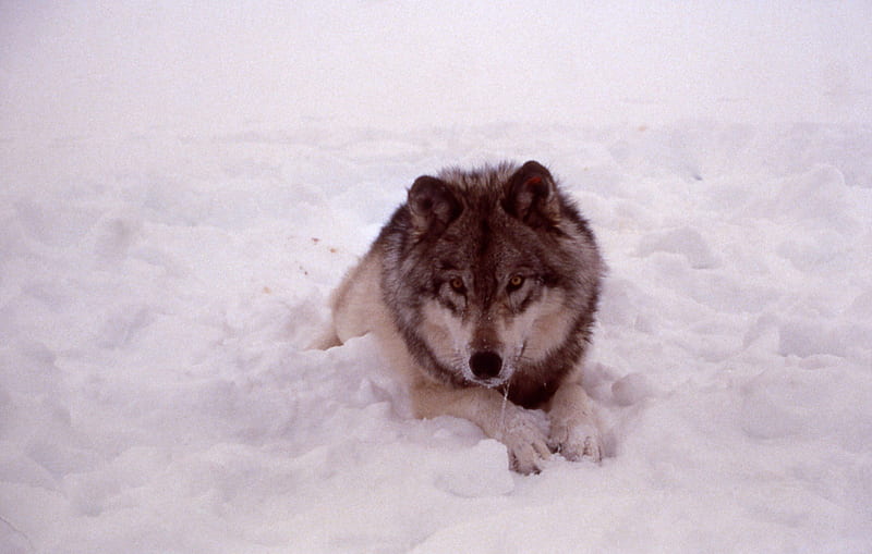 wake up my friend, insnow, friendship, quotes, pack, dog, lobo, arctic, black, abstract, winter, timber, snow, wolf , wolfrunning, wolf, white, lone wolf, howling, wild animal black, howl, bonito, canine, wolf pack, solitude, gris, the pack, mythical, majestic, spirit, canis lupus, grey wolf, nature, wolves, HD wallpaper