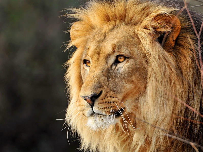 LEO THE LION, Animal, Mane, Profile, Big Cat, HD wallpaper
