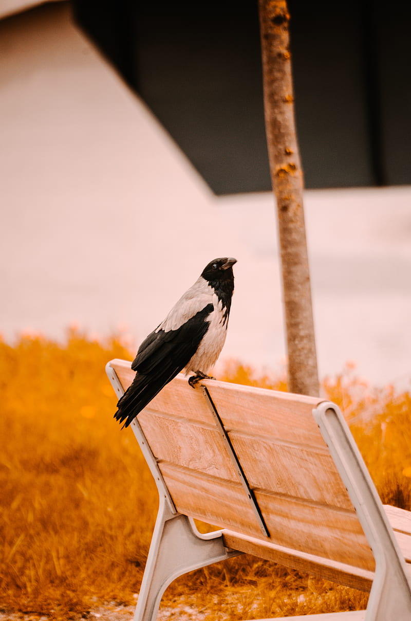 raven, bird, bench, HD phone wallpaper