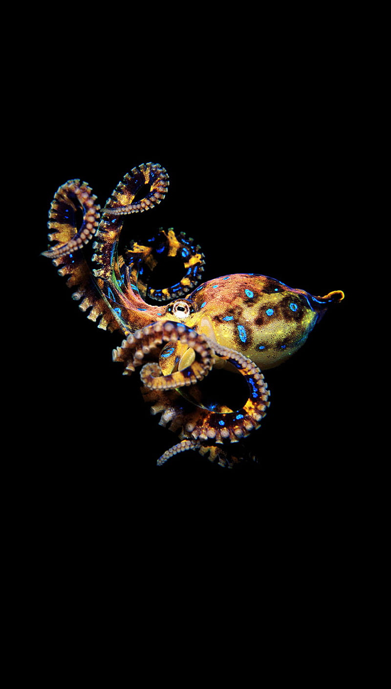 octopus, nature, vivid, HD phone wallpaper