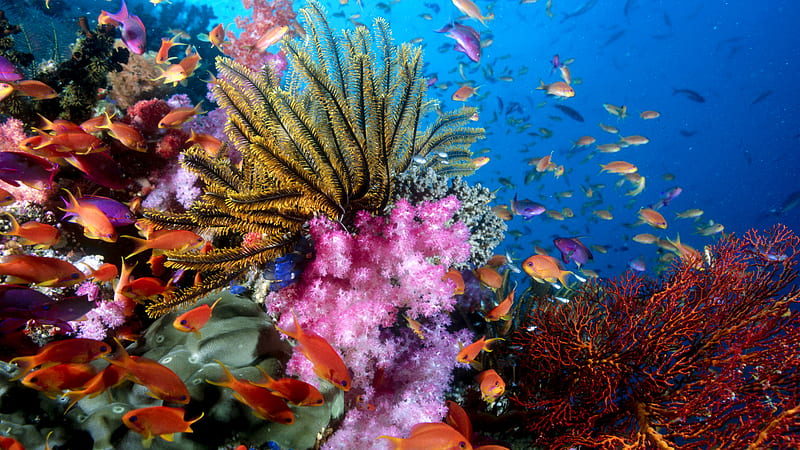 bright marine lfe, colorful, graphy, fish, ocean, colors, sealife, HD wallpaper