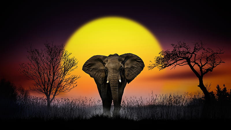 Animal, Elephant, Sunset , Wildlife, HD wallpaper