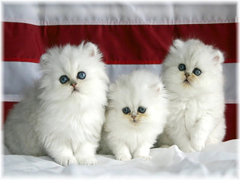 Fluffy trio, cute, fluffy, trio, kittens, white, blue eyes, HD wallpaper