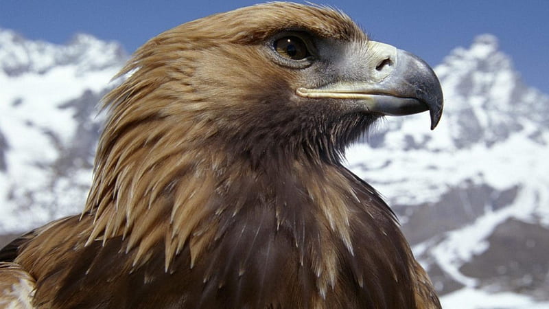 águila real, en peligro de extinción, águila, salvaje, dorado, Fondo de  pantalla HD | Peakpx