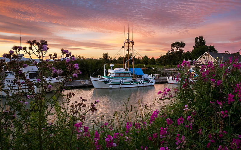 White boats, dock, sunset, rose bushes, Marinas, Canada, HD wallpaper