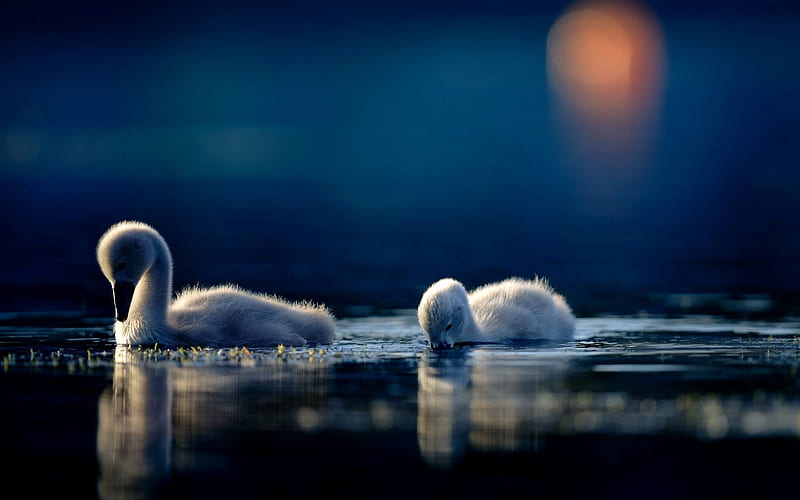 little swans, lake, swan chicks, bokeh, small swans, cute birds, swans, HD wallpaper
