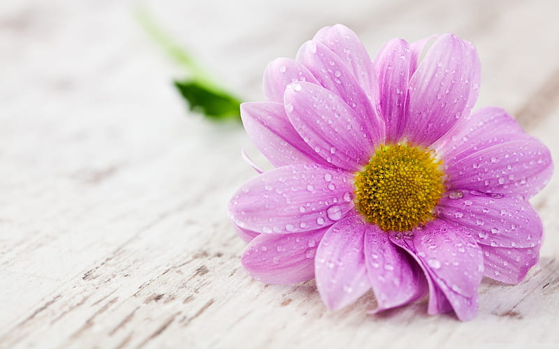 Pink flower, flower, dew, drops, pink, daisy, wood, HD wallpaper