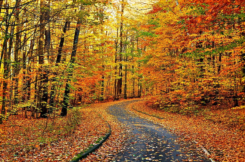 AUTUMN FOREST ROAD, colors of nature, autumn, enchanting nature, trees ...