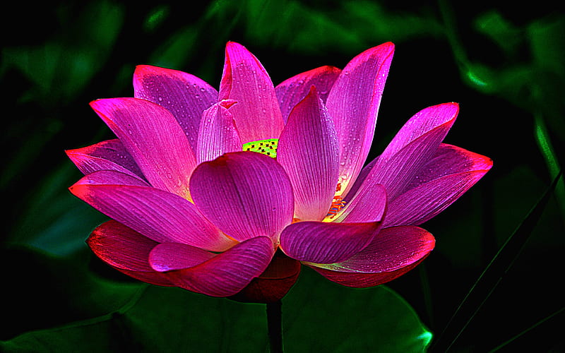 pink lotus, macro, bokeh, pink flowers, Nelumbo nucifera, lotus, HD wallpaper