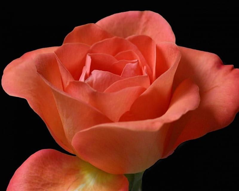 delicate rose, color, petals, soft, orange, HD wallpaper
