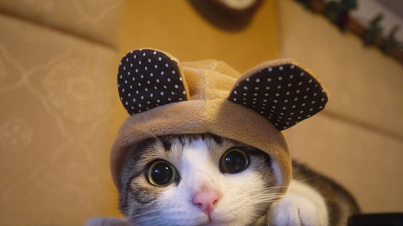 Funny Cat Kitten Whiskers Face Eyes Cap Funny Cat, HD wallpaper
