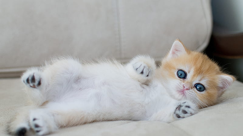 Kitten With Blue Eyes Is Lying On The Couch Kitten, HD wallpaper | Peakpx