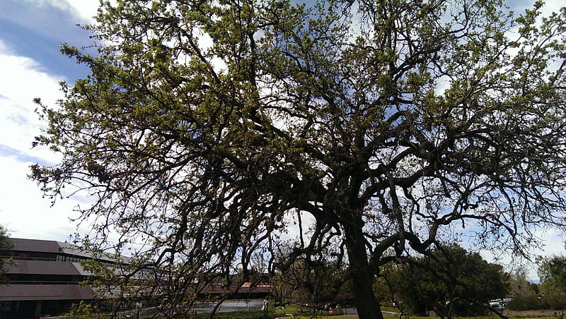 Oak Tree (Thousand Oaks,Ca.), Building, California, Baxter, Oaks, Thousand, Nature, HD wallpaper