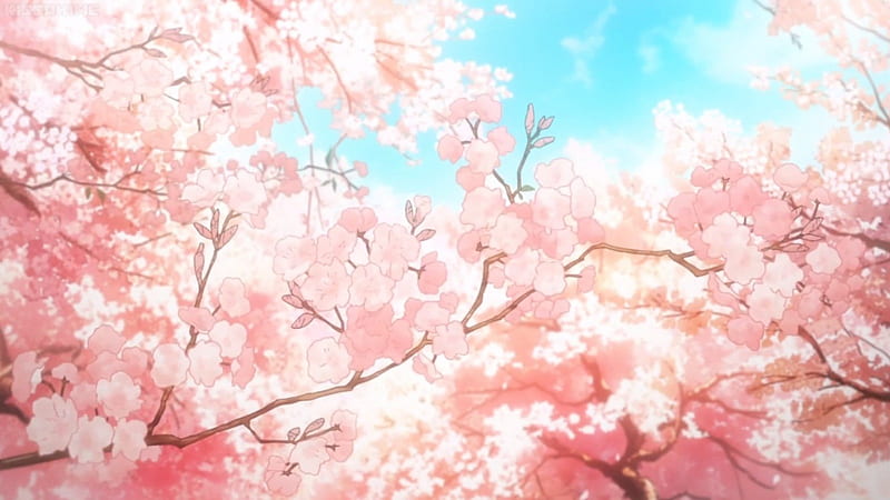 Cherry Blossom, pretty, sakura, lovely, sakura blossom, bonito, floral, sweet, blossom, nice, anime, flower, beauty, petals, pink, scene, HD wallpaper