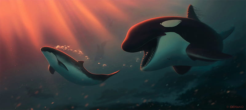 Dolphin Bubbles , dolphin, fish, animals, artist, artist, artwork, digital-art, HD wallpaper