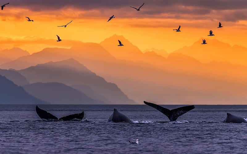 Humpback whales, ocean, sunset, waves, whale tails, seagulls, Alaska, USA, HD wallpaper