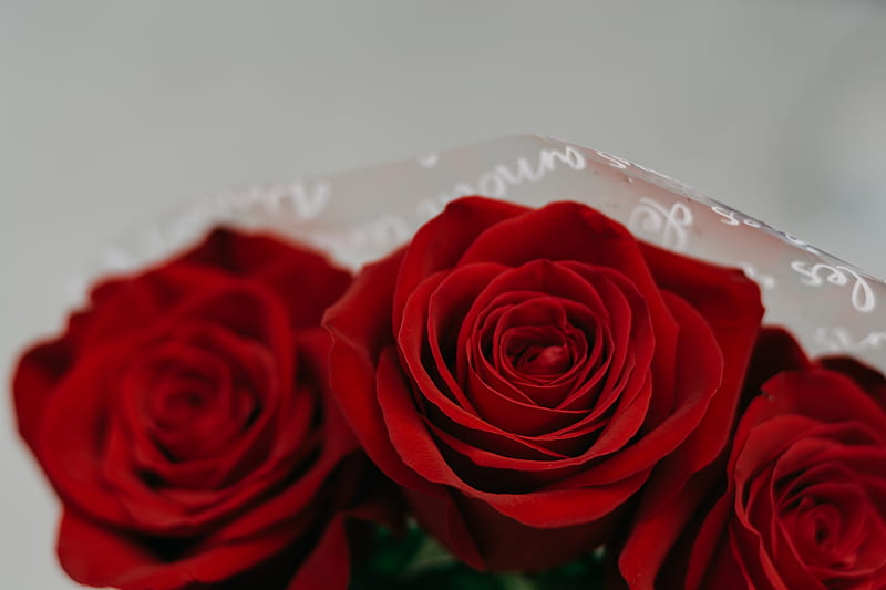 Bouquet Of Red Roses In Close-up View, HD wallpaper