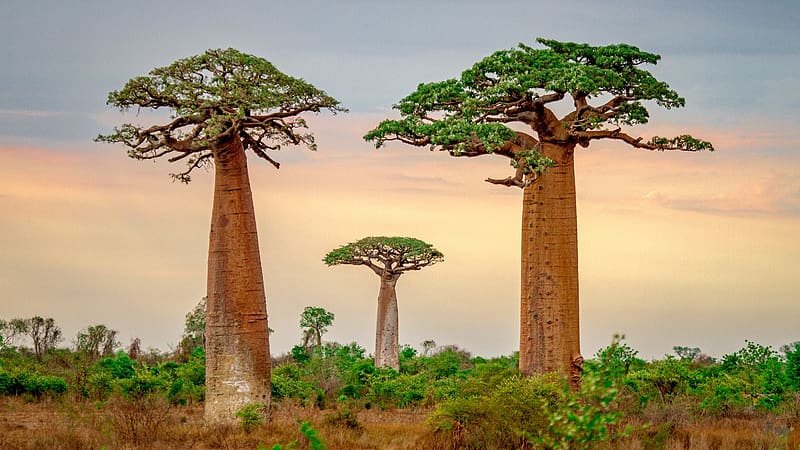 Trees, Madagascar, Tree, , Baobab Tree, HD wallpaper
