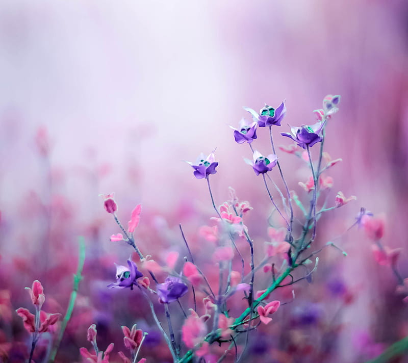 Lavender Fields, field, flower, flowers, purple, HD wallpaper