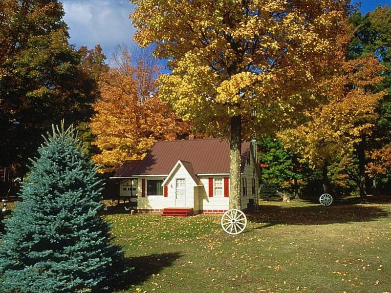 Cabin in the woods, house, woods, cabin, wagon wheels, trees, HD wallpaper