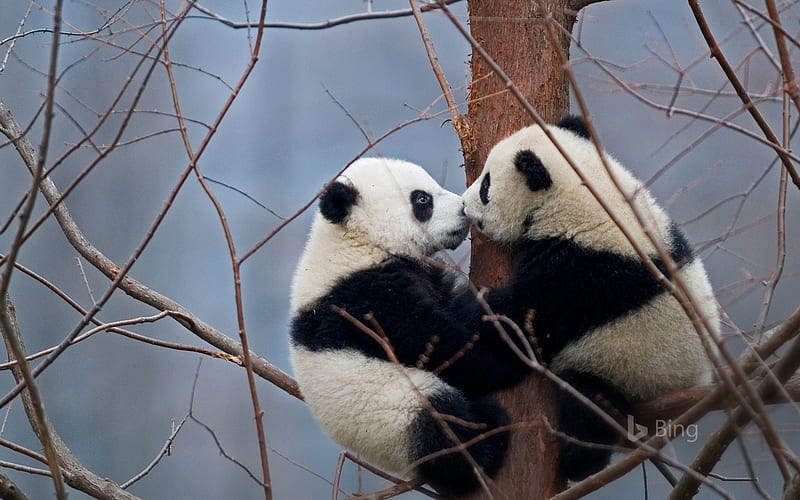 Giant Panda Cubs In The Wolong National Nature Reserve China, Panda, Reserve, Giant, China, The, Wolong, National, Nature, Cubs, In, HD wallpaper