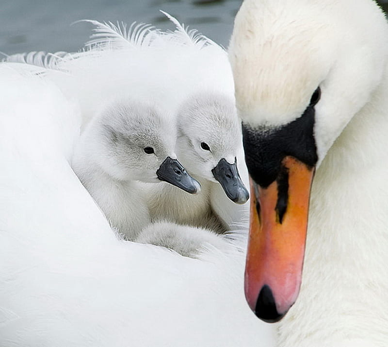 Snug as a bug, warm, young, two, soft, mother, swan, feathers, HD wallpaper