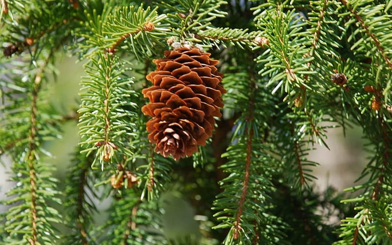 Pine Cone, forest, Latvia, tree, nature, HD wallpaper | Peakpx