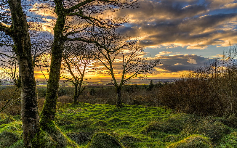 Ireland, sunset, trees, moss, Europe, HD wallpaper