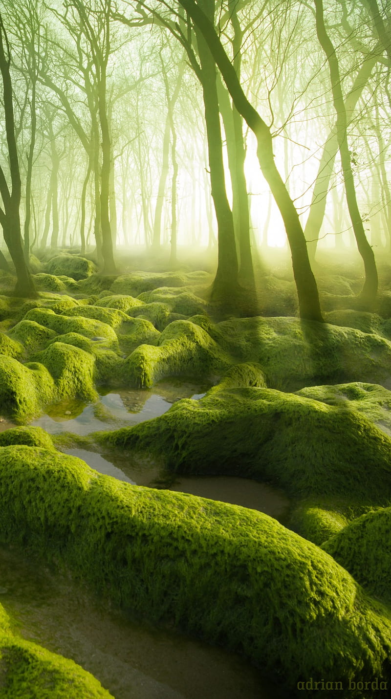 Beautiful Green Moss Image  Photo Free Trial  Bigstock