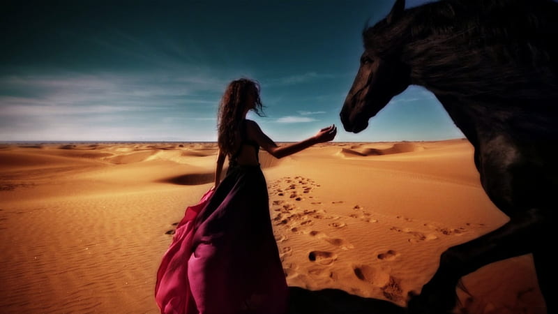 Beautiful Desert Amazon, Horse, Beauty, Desert, bonito, Model, Black horse, Stallion, HD wallpaper