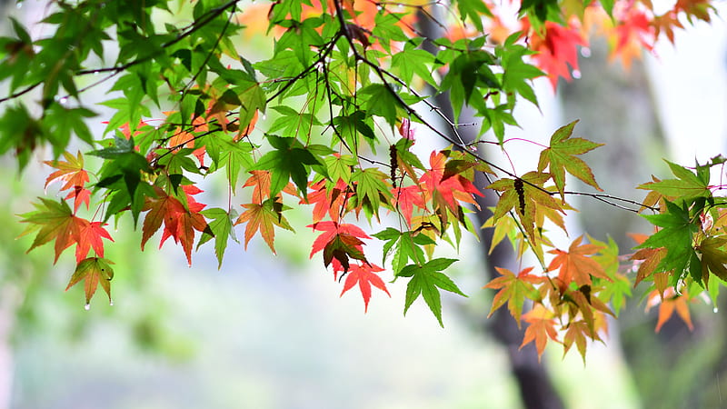 Green Red Leafed Tree Branches In Blur Background Lock Screen, HD wallpaper  | Peakpx