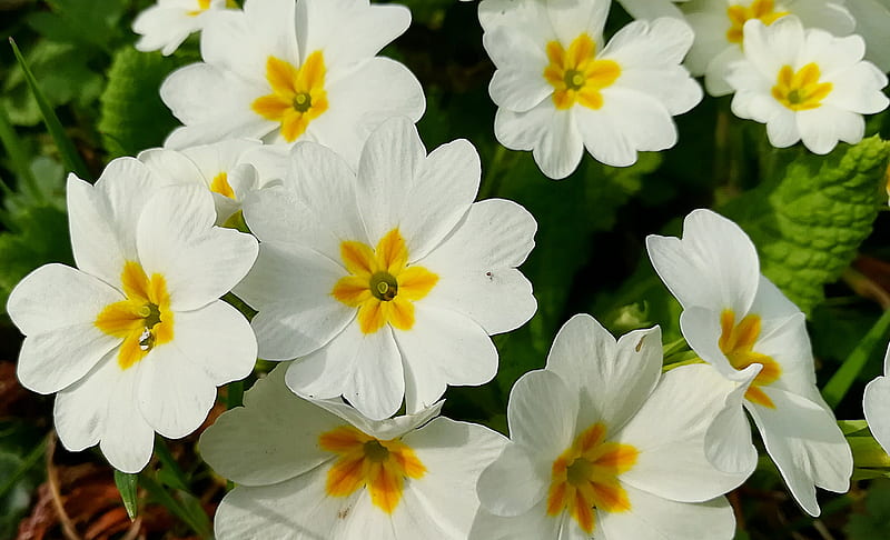 Large cup primrose, pretty, primrose, perennial, large, flowers, primula, nature, white, graphy, HD wallpaper