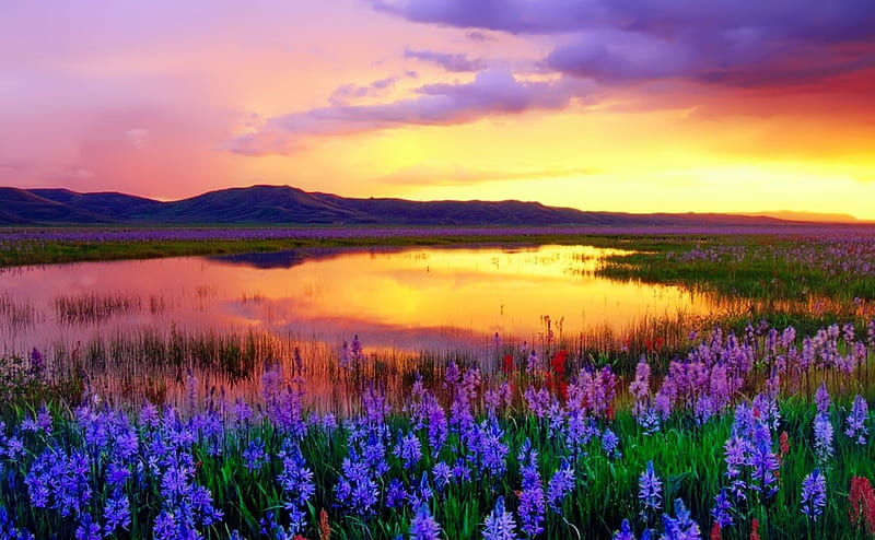 Sunset flowers, pretty, colorful, amazing, bonito, sunset, sky, lake ...