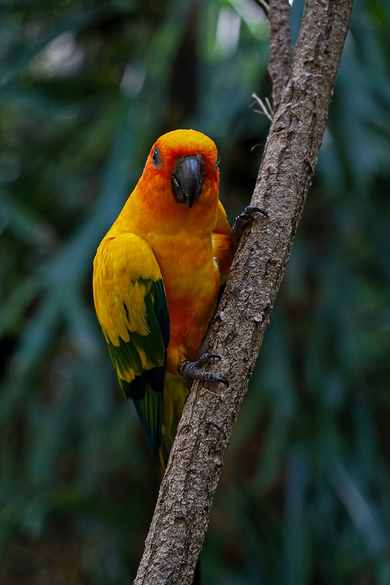 aratinga, parrot, bird, colorful, branch, HD phone wallpaper