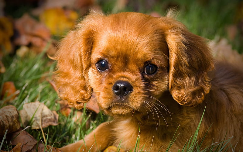 Cavalier King Charles Spaniel, brown curly dog, pets, cute animals, brown puppy, HD wallpaper