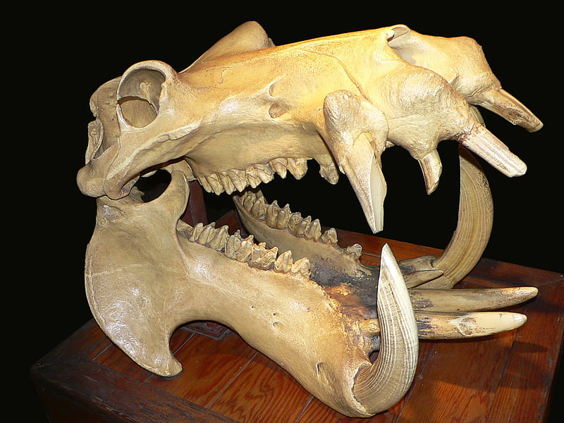 Hippopotamus Skull, water horse, skull, taxidermy, hippo, HD wallpaper