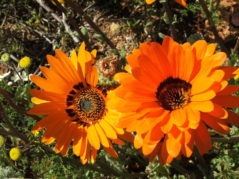 NAMAQUALAND IN ORANGE, deserts, plants, flowers, blossoms, fields, blooms, south africa, HD wallpaper