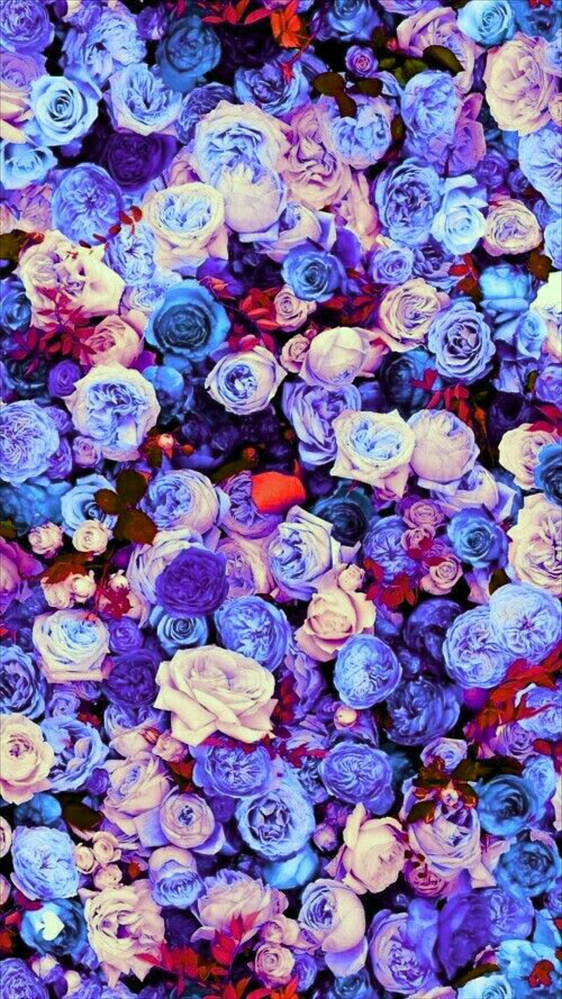 Roses, blue, flowers, purple, rose, rose wall, white, HD phone wallpaper